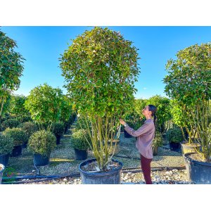 Červienka Fraserova (Photinia × fraseri) ´RED ROBIN´ - výška 300--350 cm, kont. C290L (-24°C) VIACKMENNÝ EXTRA EXEMPLÁR